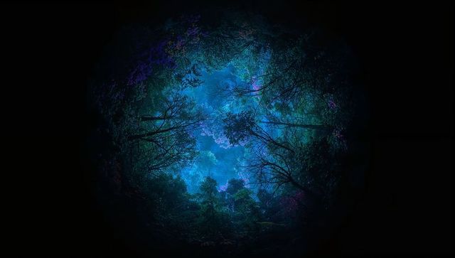 Mystical Canopy View Revealing Blue Sky Through Forest