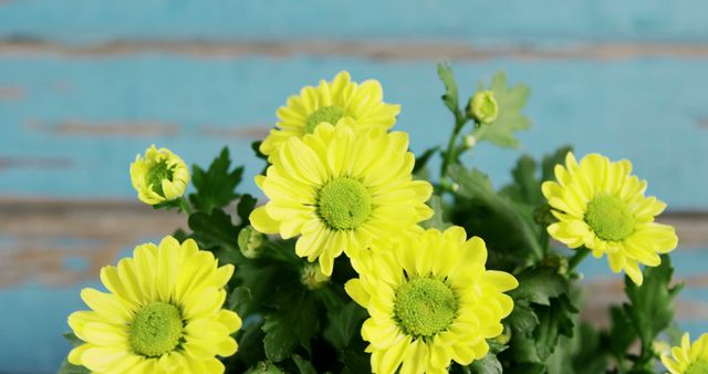 Bright yellow daisies blooming beautifully against a rustic blue wooden background. Ideal for seasonal greeting cards, gardening blogs, nature-themed websites, and floral design inspiration.
