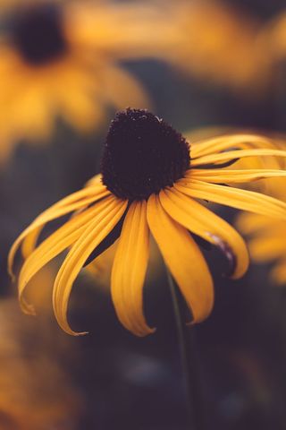 Close Up of Vibrant Yellow Black-Eyed Susan in Bloom