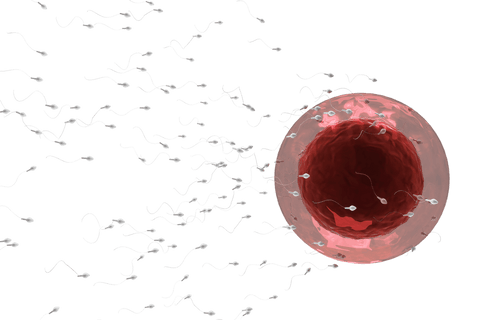 Human Sperm Swimming Towards Ovum on Transparent Background - Download Free Stock Videos Pikwizard.com