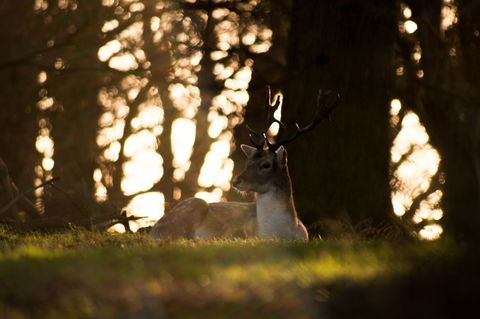 Fallow Deer Stag Resting at Golden Sunset in Woodland Meadow with Antler Silhouette