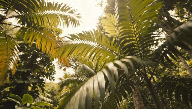Sunlight filtering through tropical palm canopy, arching pinnate fronds and layered understory
