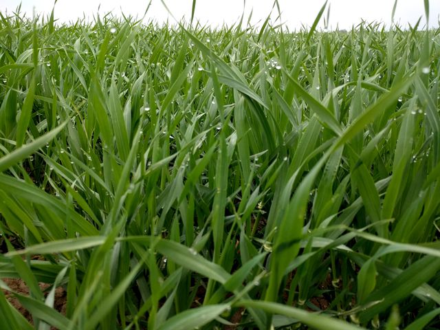 Close-up of Dew on Fresh Green Grass Blades - Download Free Stock Photos Pikwizard.com