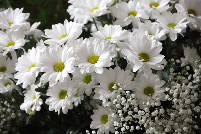 Close-up of Fresh White Daisies and Baby's Breath Flowers - Download Free Stock Photos Pikwizard.com