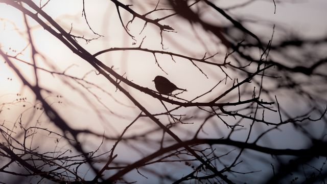 Low Angle View of Bird Perching on Bare Tree - Download Free Stock Photos Pikwizard.com