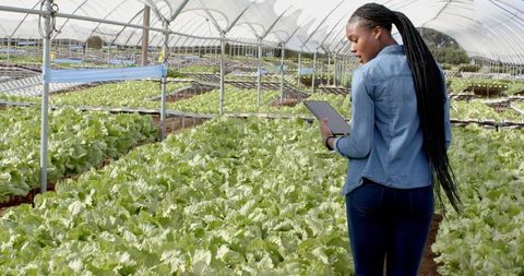Woman Inspection Organic Hydroponic Farm with Tablet