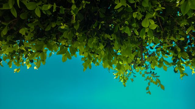 Beautiful green foliage hanging against a clear blue sky, perfect for concepts related to nature, tranquility, and summer. Ideal for use in environmental themes, wellness content, or as a nature background in presentations and blogs.