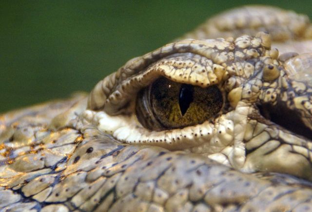 Close-Up of Crocodile Eye in Detail - Download Free Stock Photos Pikwizard.com