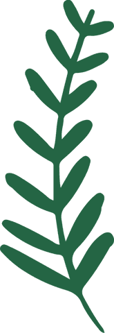 minimalistic green plant branch illustration transparent background - Download Free Stock Videos Pikwizard.com