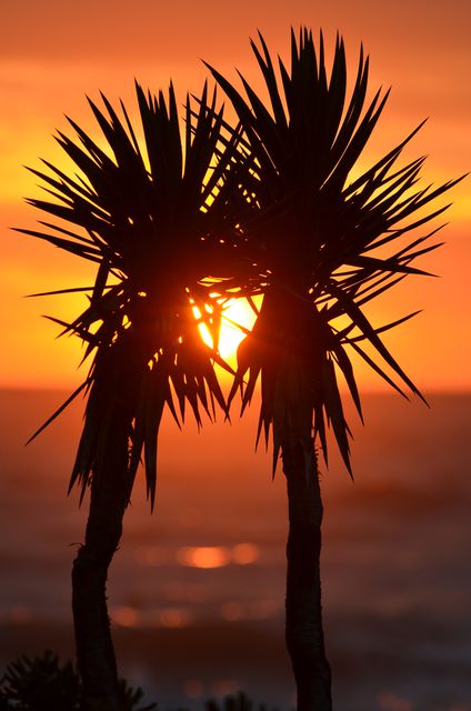 Silhouette of palm trees set against the backdrop of a vibrant and colorful tropical sunset, with an ocean in the background. Perfect for travel promotions, summer event posters, holiday brochures, and background for motivational or inspirational quotes.