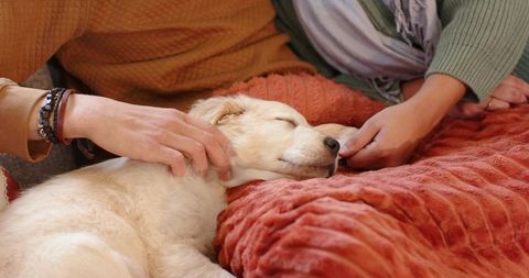 Couple petting sleeping puppy on plush orange blanket conveying warmth and tender bond
