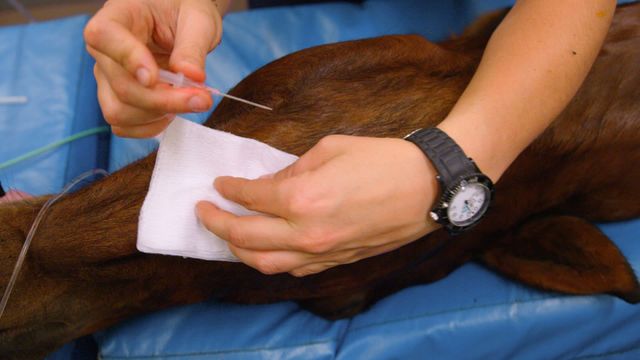 This video shows a Caucasian female veterinary surgeon administering an injection to a horse in an operation theatre. Ideal for use in materials related to veterinary practices, animal clinics, equine healthcare, and educational content for veterinary studies.