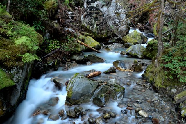 Serene Forest Stream with Mossy Rocks and Flowing Water - Download Free Stock Photos Pikwizard.com