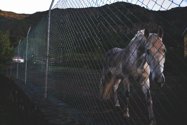 Brown horse standing behind a chain-link fence in a rural area. The photo captures the serene and natural surroundings of the countryside, with a focus on the fenced area where the horse is located. Ideal for use in topics related to rural life, livestock management, farm activities, and nature magazines or blogs.
