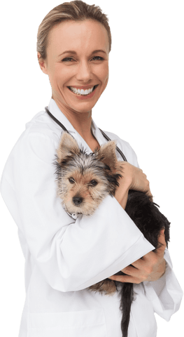 transparent background: vet holding adorable yorkshire terrier puppy - Download Free Stock Videos Pikwizard.com