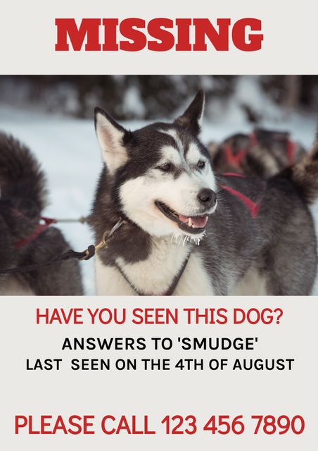 Poster template for missing dog announcements featuring husky. Ideal for pet owners needing to create quick and effective missing dog posters. Elements include space for contact information and last seen date. Can be used for pet lost and found, community bulletins, social media posts regarding lost pets, neighborhood watch, or animal rescue efforts.