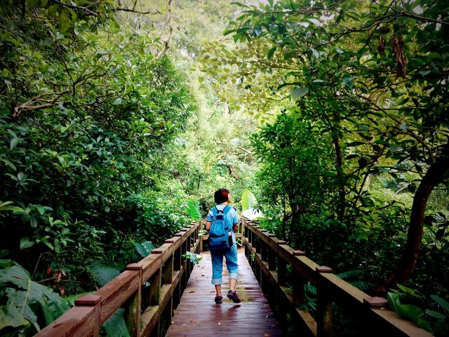 Hiker Walking on Forest Trail Bridge Surrounded by Lush Greenery and Trees - Download Free Stock Photos Pikwizard.com