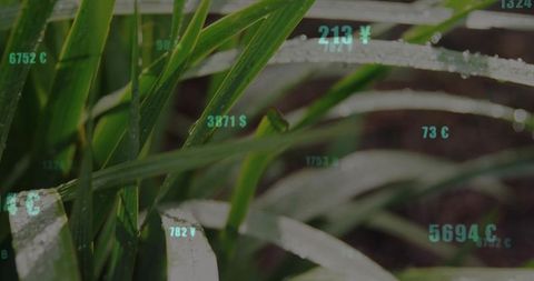Shimmering dew-covered grass blades with teal currency overlays representing green finance