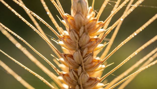 Glowing single ear of wheat catching warm backlight with dewdrops and golden awns