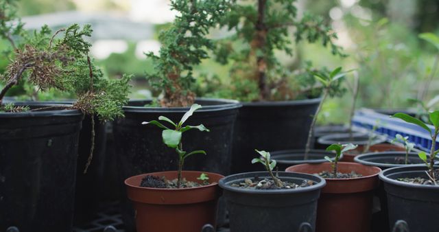 Young plants and small trees are growing in plastic pots in a garden nursery. This image is perfect for illustrating concepts related to gardening, plant care, horticulture, and nature. Ideal for use in gardening blogs, nursery promotional materials, green living presentations, and educational content about plant growth.