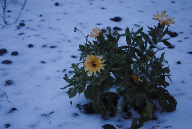 Yellow flowers stand out against snowy ground during dusk, highlighting contrast between vibrant nature and cold winter. Perfect for themes of resilience, beauty in adversity, winter, and nature transitions. Suitable for blogs, seasonal marketing, wallpapers, and environmental articles.