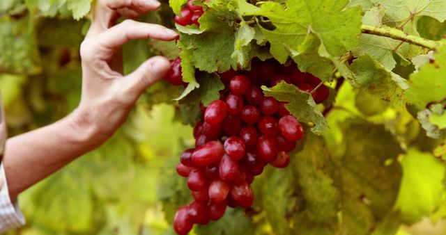 A person is harvesting ripe red grapes from a lush vineyard, with copy space. Harvesting grapes is a crucial step in winemaking, capturing the fruit at its optimal ripeness.