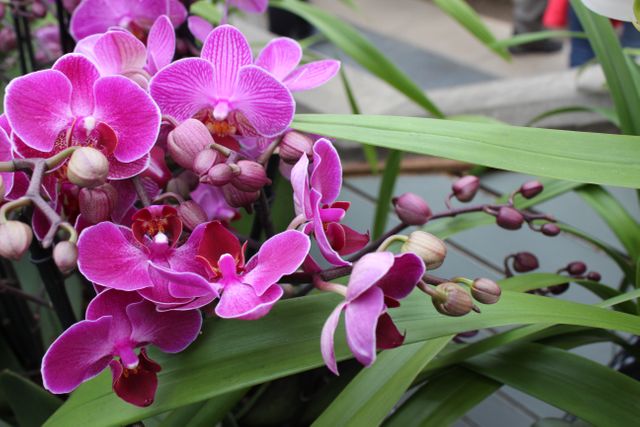 Pink orchids in full bloom surrounded by lush green leaves. Ideal for nature themes, botanical studies, home decor, gardening websites, and flower catalogues.