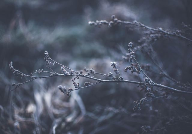 Frost-covered twigs creating a delicate and cold atmosphere of a winter morning. Ideal for illustrating wintery themes, nature in cold climates, and concepts of fragility and stillness.