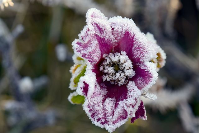 Delicate pink flower covered in frost, symbolizing winter beauty and the transition of seasons. Perfect for illustrating themes of winter miracle, nature's resilience, or seasonal greeting cards. Could be used in gardening blogs, DIY makr quarters, or environmental presentations.