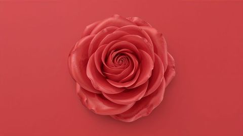 Elegant Coral Rose on Vibrant Background for Minimalist Designs