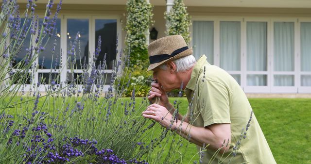 Elderly man wearing hat enjoying the fragrance of blooming lavender in a garden setting. Could be used for promoting garden care, aromatherapy, retirement lifestyle, relaxation products, or outdoor leisure activities.