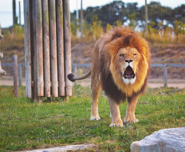 The image captures a majestic lion mid-roar in a natural habitat at a wildlife sanctuary. The lion stands on grass, with trees and protective fencing in the background. This powerful depiction can be utilized in educational materials, wildlife preservation campaigns, conservation projects, and to convey strength and majesty in various design contexts.
