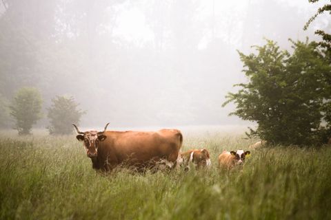 Misty morning horned cow grazing with calves in tall green meadow, pastoral countryside