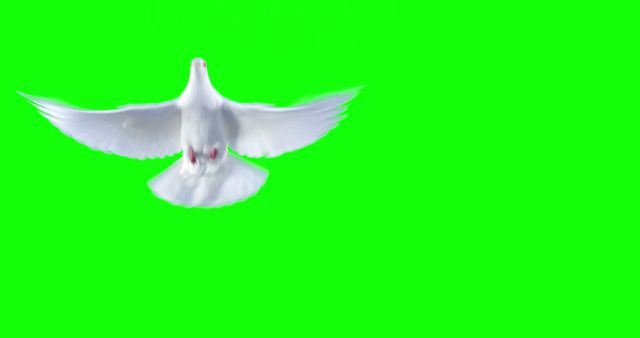 A white dove is in mid-flight against a vibrant green background, with copy space. Its wings are spread wide, symbolizing peace or freedom.