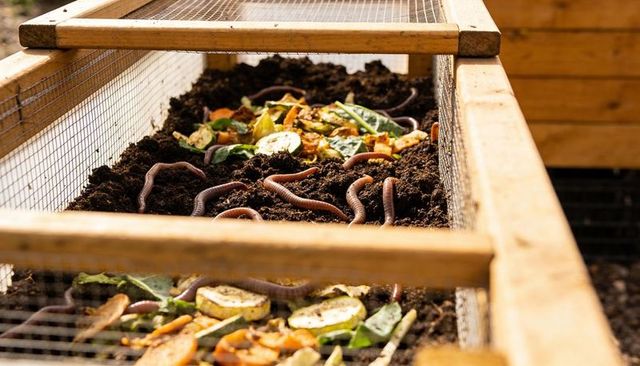 Sunlit wooden vermicompost bin teeming with earthworms and vegetable scraps for gardening