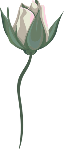 Elegant Transparent Cream-white Rose Bud Illustration