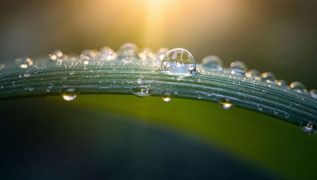 Sunlit dew droplets resting on curved grass blade with soft bokeh sunrise glow macro