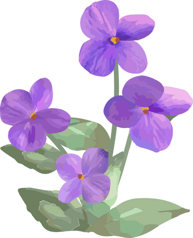 Purple violet flowers on transparent background botanical vector illustration