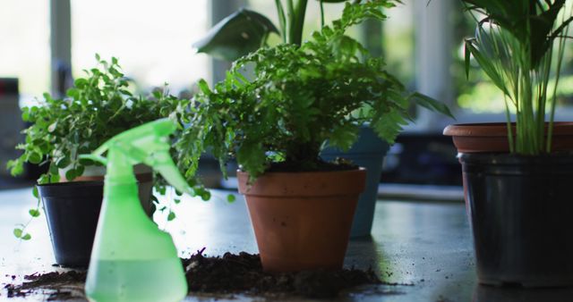 View of multiple plant pots and water sprayer bottle on the table at home. home gardening concept