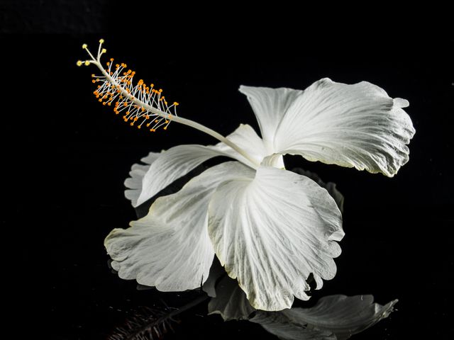 White Hibiscus Flower Reflecting on Black Surface - Download Free Stock Photos Pikwizard.com