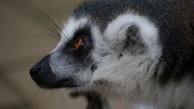 This image captures a close-up side view of a lemur with bright orange eyes and detailed fur texture. Perfect for animal-related articles, wildlife documentaries, educational materials, and nature-themed blogs or magazines.