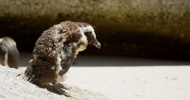 A young penguin is preening its feathers outdoors, with copy space. Captured in its natural habitat, the penguin exhibits typical grooming behavior.