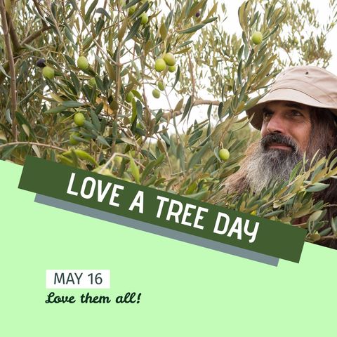 Senior Man Enjoying Love a Tree Day Festivities in Olive Grove - Download Free Stock Templates Pikwizard.com