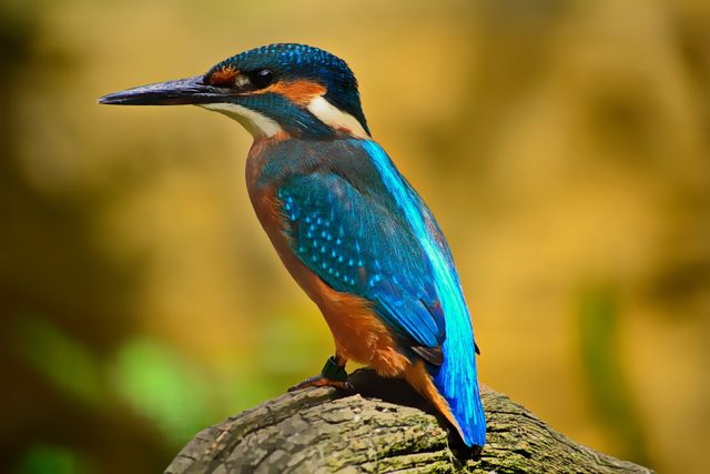Kingfisher bird with vibrant blue and orange feathers perched on branch. Can be used in nature magazines, wildlife blogs, bird watching guides, educational materials and environmental conservation campaigns.