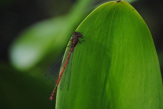Close-up shot of a red dragonfly resting on a vibrant green leaf. Ideal for nature blogs, educational materials on insects, wildlife conservation campaigns, and outdoor adventure advertisements.