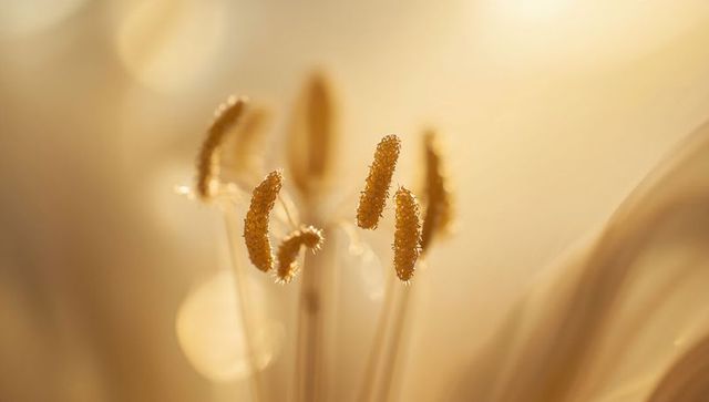 Macro closeup of pollen-coated anthers with sunlit golden bokeh and soft floral texture