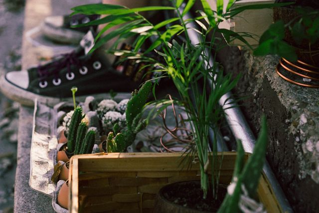 Casual urban gardening scene featuring a mix of potted cacti and green plants on a rustic stone surface with worn sneakers in the background. Ideal for use in lifestyle blogs, gardening content, eco-friendly living articles, and urban lifestyle promotions.