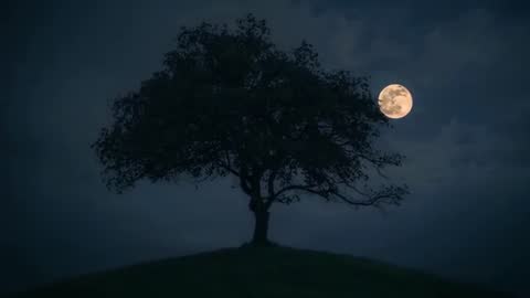 Full Moon Rising Behind Silhouetted Tree on Quiet Hillside