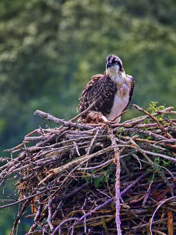 Osprey nesting on tree branches in natural habitat