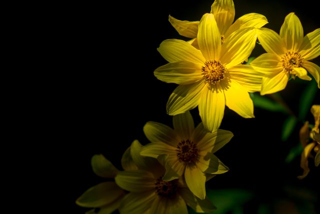 A close-up of golden yellow wildflowers illuminated by sunlight against a dark background. This image showcases the vibrant petals and details of the flowers, symbolizing the beauty of nature and the essence of spring or summer. Perfect for use in botanical studies, floral photography collections, gardening blogs, or as nature-inspired decor prints.